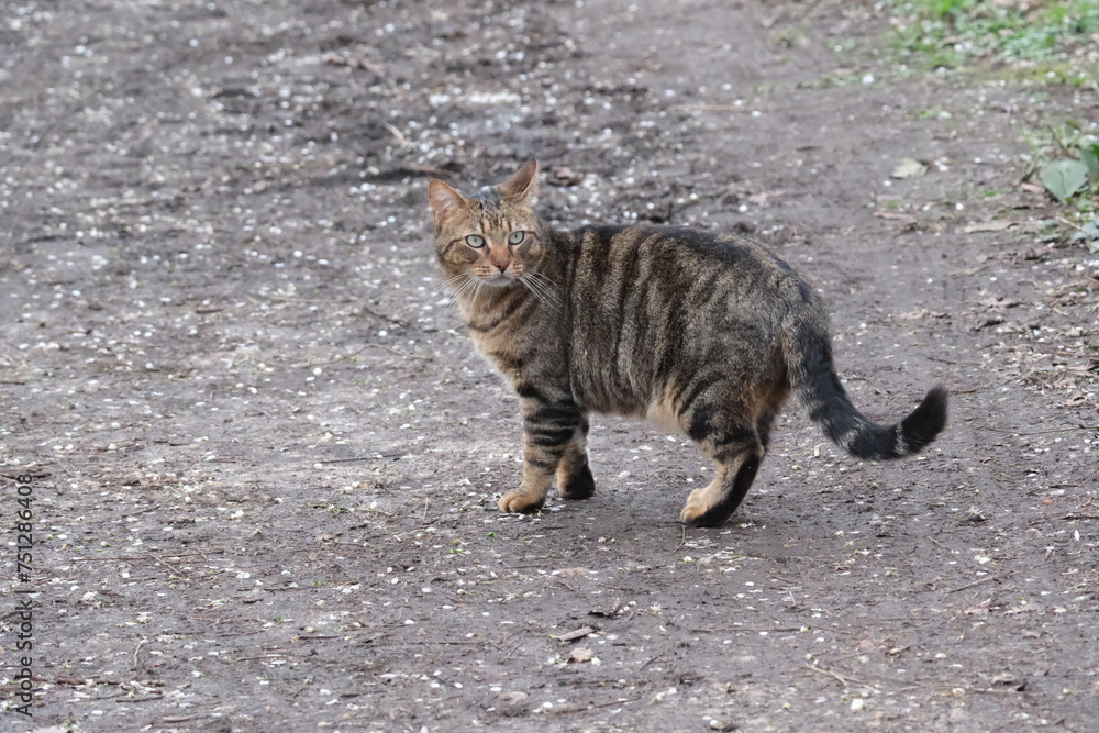 Un chat sur un sentier Un chat sur un sentier