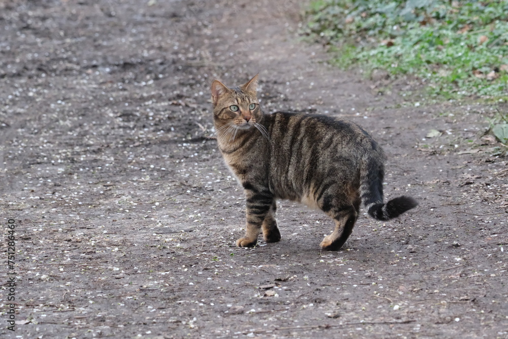 Un chat sur un sentier