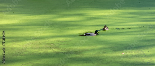 pair of wild ducks in green duckweed of forest pond in the netherlands