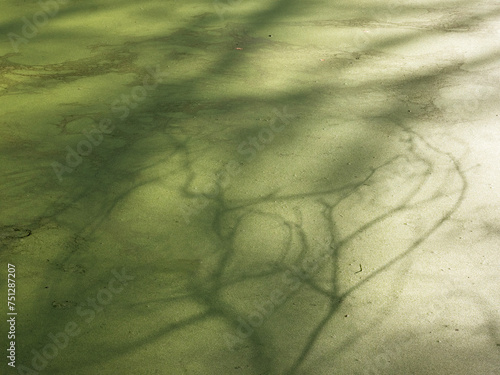 tree shadows on duckweed in forest pond