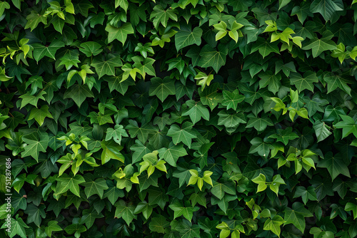 Close-up of lush green leaves, suitable for backgrounds or environmental themes.