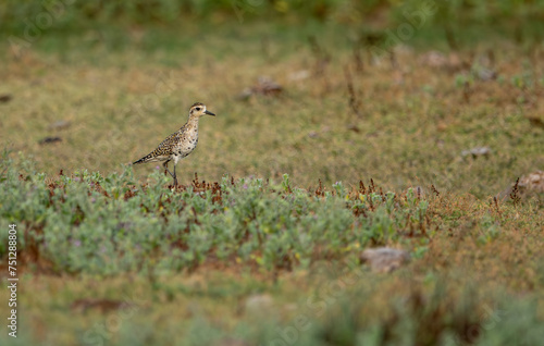 Lesser golden plover  Pluvialis apricaria   winter plumage