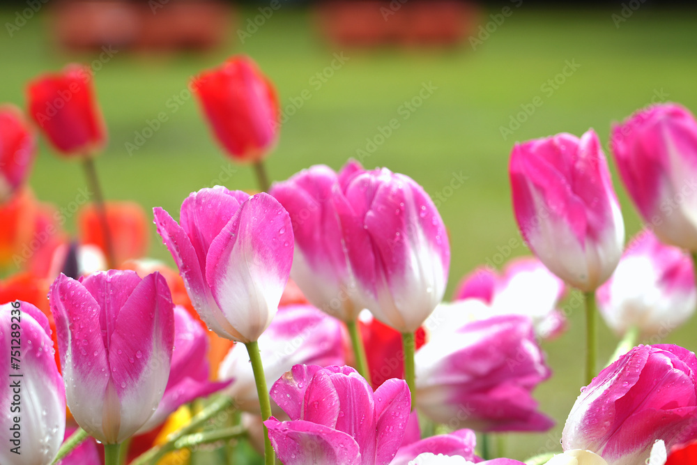 Tulips in a blurry background, close up. Fresh flowers in the garden, floral poster, wallpaper or holidays card.