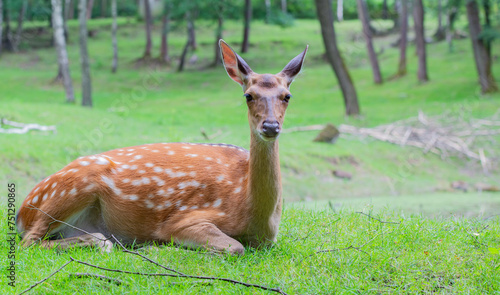 Sikahirsche oder Dybowski Hirsch auf einer Grünen Wiese im Wald photo