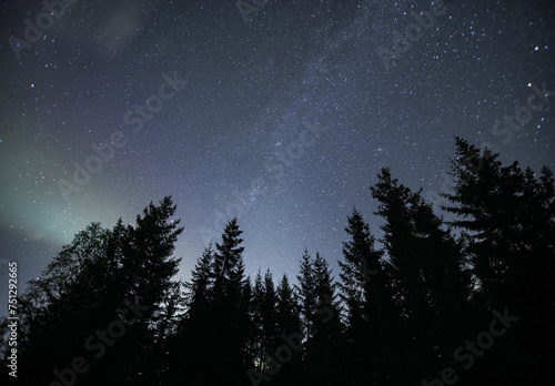 spruce trees under clear night sky with stars  photo