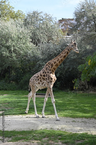 Girafe dans un zoo