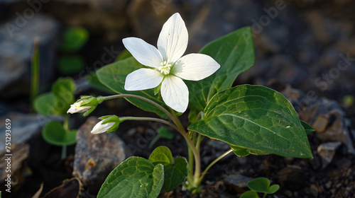 A white flower of Asystasia gangetica with green leaf photo