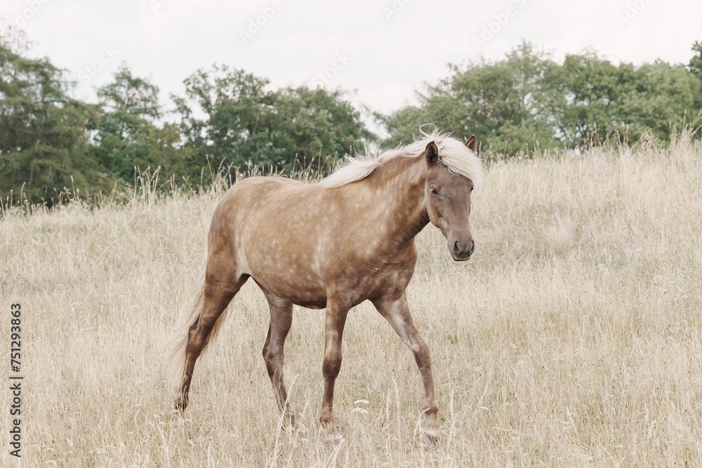 Young bright Iceland stallion in tall grass Young bright Iceland stallion in tall grass