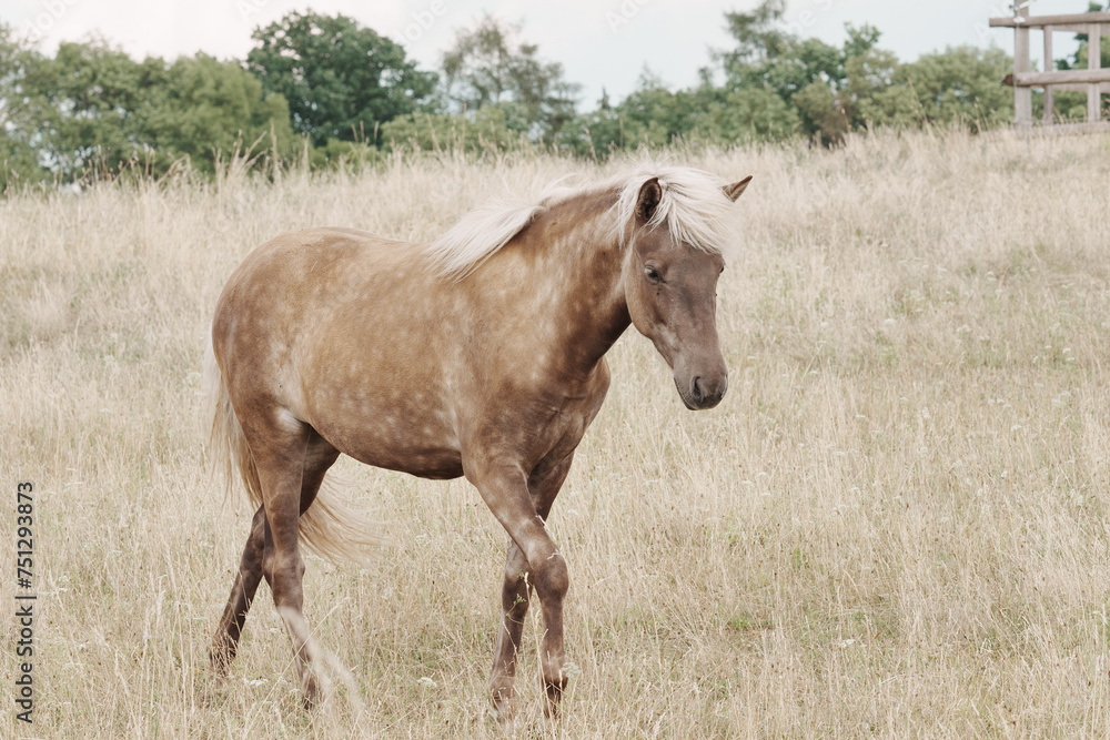 Young bright Iceland stallion in tall grass Young bright Iceland stallion in tall grass