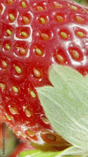 Wallpaper Mural Vertical video. Macro shot of a Fresh Strawberry rotating against the background of other Blurred Strawberries, a Looping Advertising Splash Screen. Torontodigital.ca