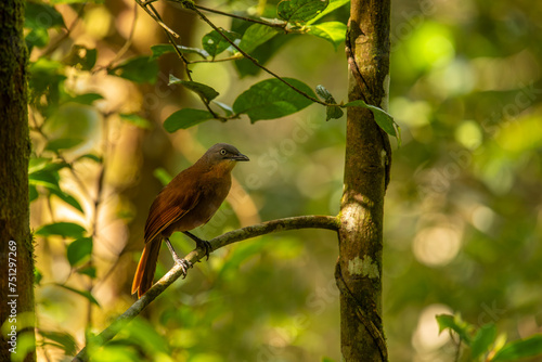 The red chatter is an endemic bird species of the family Leiothrichidae found in the Western Ghats of southern India.​