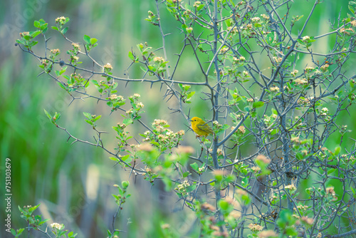 Yellow Warbler in habitat photo