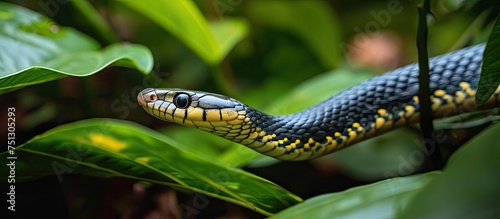 A blue and yellow Malagasy Leaf Nosed Snake coils on top of a vibrant green leaf in a lush tropical forest setting. photo