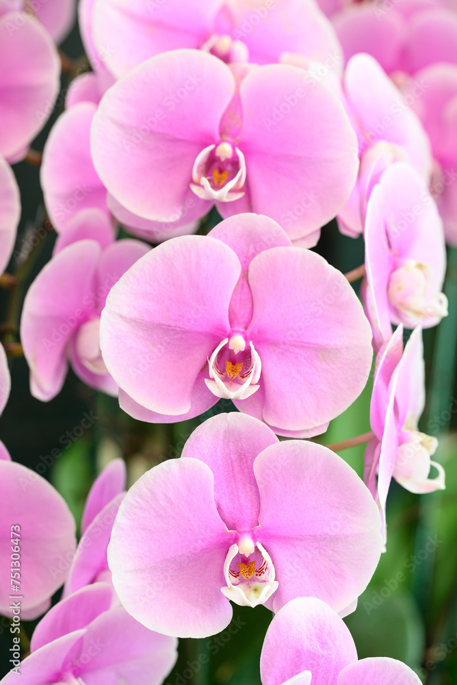 Beautiful purple Phalaenopsis orchid blossom in ornamental garden, Spring and summer season Beautiful purple Phalaenopsis orchid blossom in ornamental garden, Spring and summer season