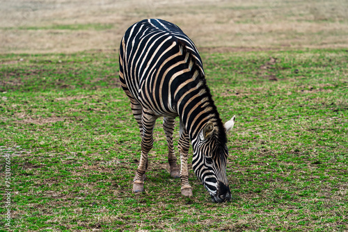 zebra eating grass