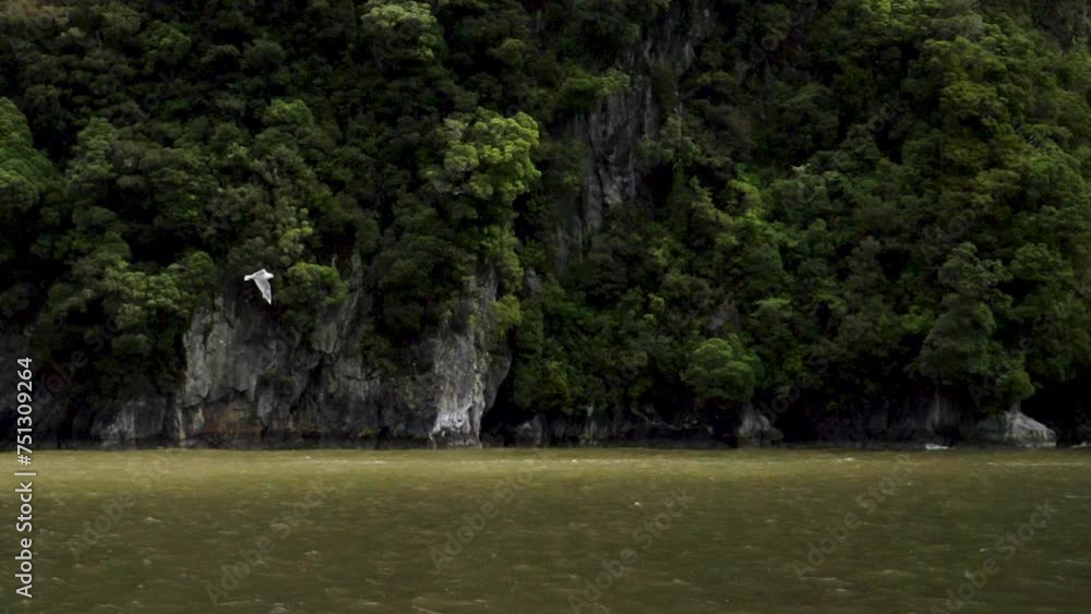 Slow motion shot of a seagull flying over the water in a fjord - Milford Sound (Piopiotahi), New Zealand Slow motion shot of a seagull flying over the water in a fjord - Milford Sound (Piopiotahi), New Zealand
