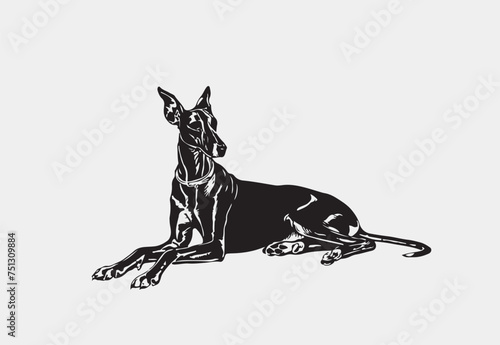 Silhouette of Greyhound  vector illustration on a white background 