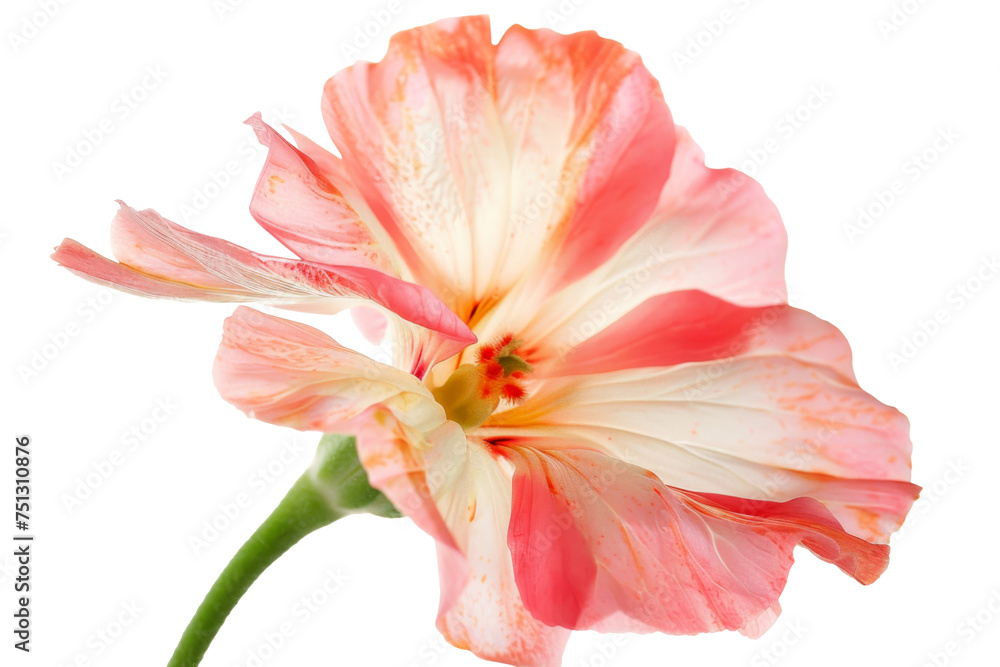 Close up of Tropical flower isolated on background, colorful vivid floral bouquet, spring season of blooming flower.