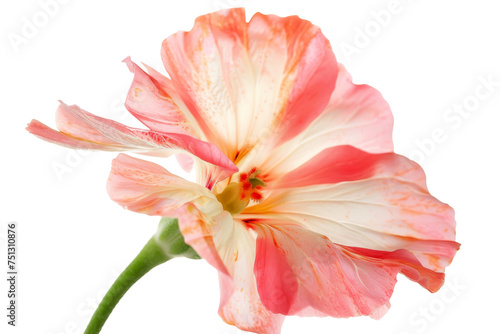 Close up of Tropical flower isolated on background, colorful vivid floral bouquet, spring season of blooming flower.