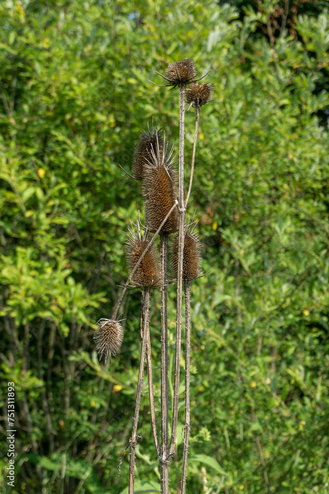 Dried buds of Dipsacus also known as teasel, teazel or teazle. Several unopened buds against a background of green grass. Stems with thorns are visible.