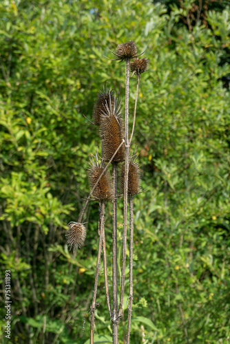 Dried buds of Dipsacus also known as teasel, teazel or teazle. Several unopened buds against a background of green grass. Stems with thorns are visible.