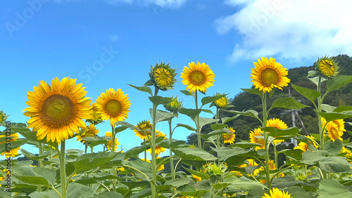 Beautiful flowers blooming in Haki Sunflower Garden, Japan. Field of blooming sunflower with blue sky