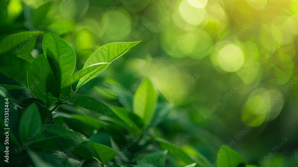 A green leaf in nature with a blurred greenery background, showcasing the beautiful texture of the leaf illuminated by sunlight. A green leaf in nature with a blurred greenery background, showcasing the beautiful texture of the leaf illuminated by sunlight.