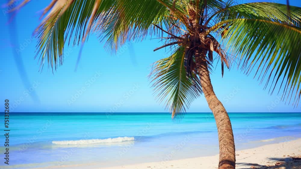 Background of a coconut tree with swaying leaves on a sunny Phuket beach. Nature video. Scene of landscape view of the beach sea on a summer day. Palm trees on the seashore. Summer vacation. Background of a coconut tree with swaying leaves on a sunny Phuket beach. Nature video. Scene of landscape view of the beach sea on a summer day. Palm trees on the seashore. Summer vacation.