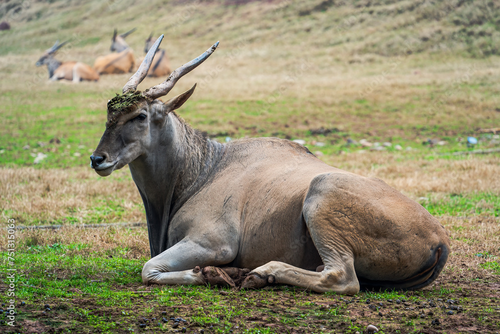 deer in the wild