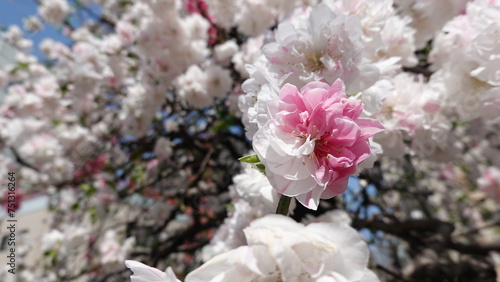 桃の花 © 利光 守本
