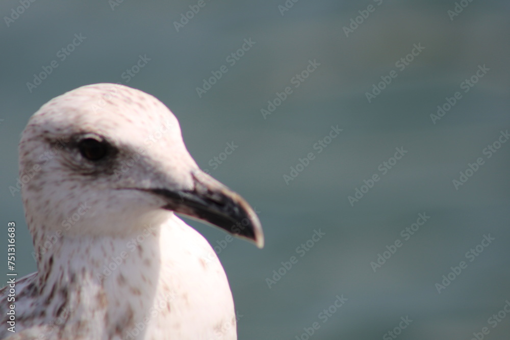 bird, nature, beak, gull, white, animal, water, blue, beach, sky bird, nature, beak, gull, white, animal, water, blue, beach, sky