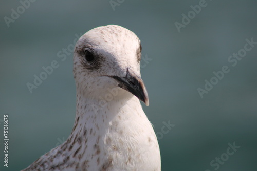 bird, nature, beak, gull, white, animal, water, blue, beach, sky © Ijordan