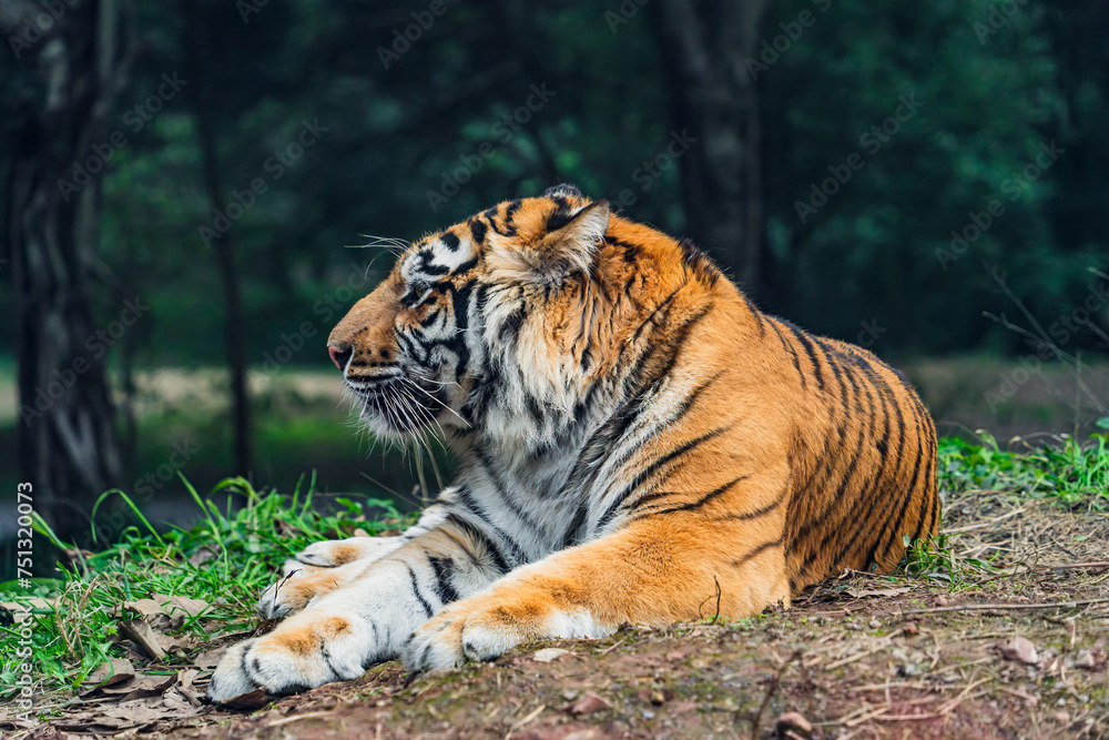 tiger in the wild tiger in the wild