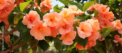 A cluster of vibrant flowers in full bloom adorns a Cordia Sebestena tree, adding a pop of color to the tropical garden landscape. The numerous blossoms attract pollinators and provide a visually photo