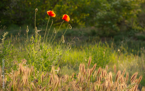 graceful red fragile poppies in the meadow, summer atmosphere on a poppy field