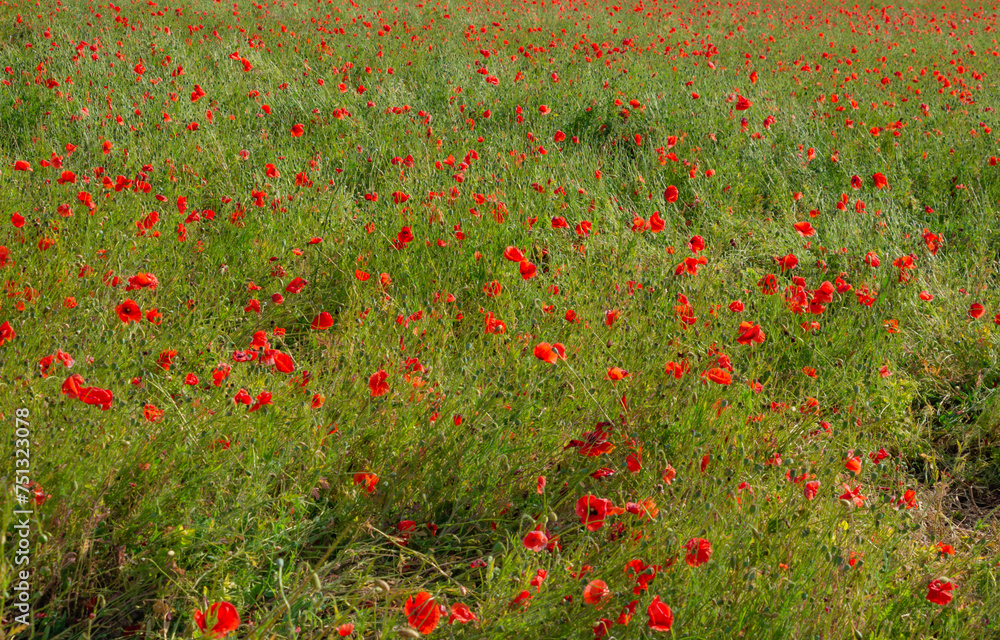 poppy field, floral bright landscape in sunlight