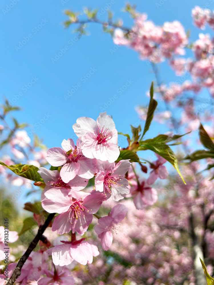 Obraz premium ピンクのサクラのクローズアップと青空