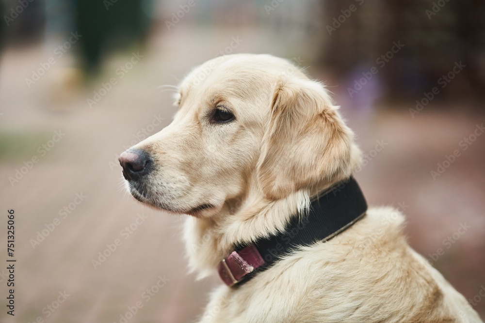 Golden Labrador Retriever with a collar sitting on the street. Close-up Golden Labrador Retriever with a collar sitting on the street. Close-up