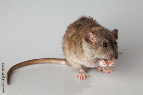 Agouti-colored rat. Rodent isolated on a gray background. Animal portrait for cutting