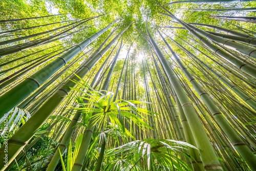 The Bamboo Cevennes, Occitanie, France photo