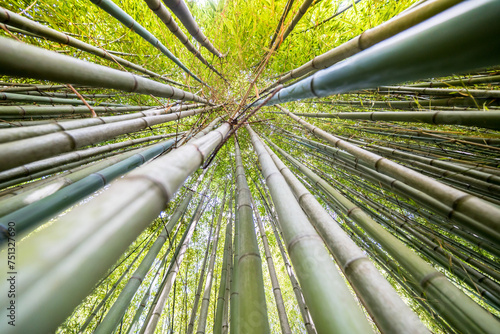 The Bamboo Cevennes, Occitanie, France