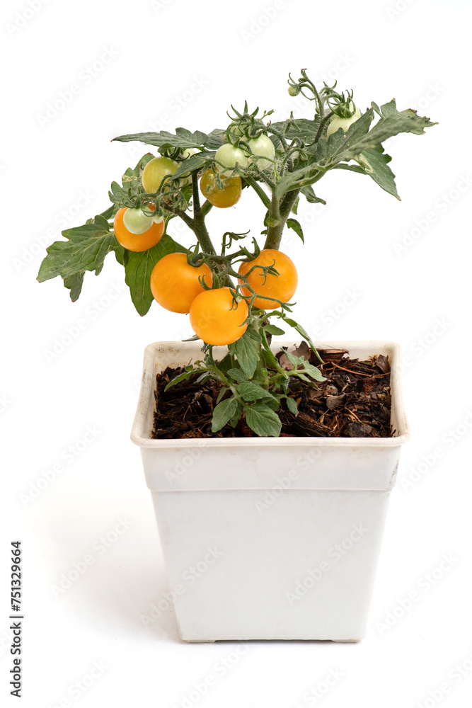 Golden jubilee tomato fruits on tree isolated on white background.