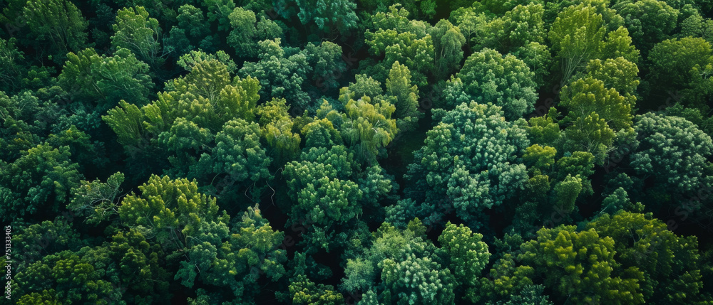 Lush green forest canopy from above, evoking nature's tranquility.