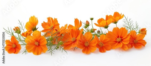 Several vibrant orange cosmos flowers are set against a clean white background. The delicate petals and green stems of the flowers create a striking contrast against the stark backdrop.