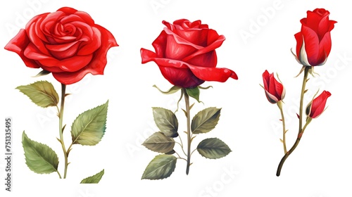 set red rose  beautiful flower on an isolated white background  watercolor illustration  botanical painting. Generative Ai