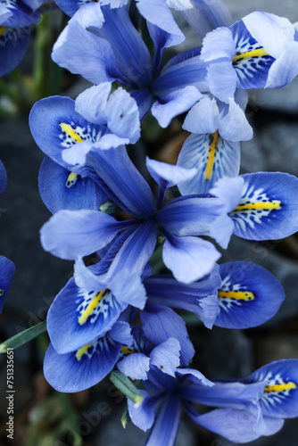 Iris reticulata the netted iris or golden netted iris close up