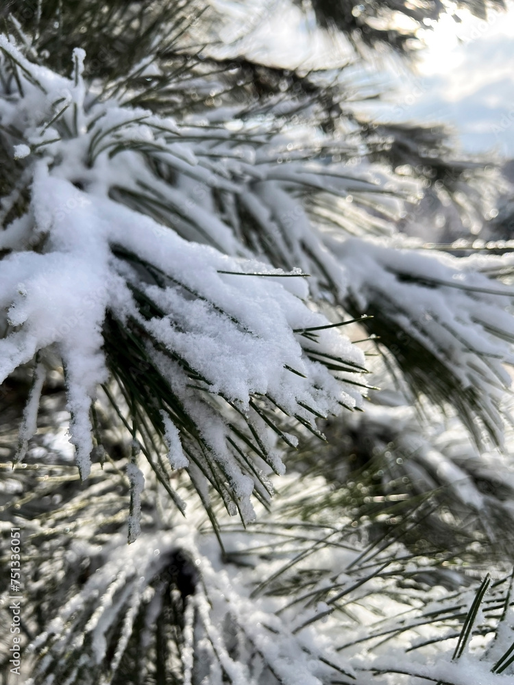 Fir needles are covered with snow