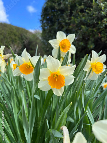 Close-up of a flower bed of daffodils
