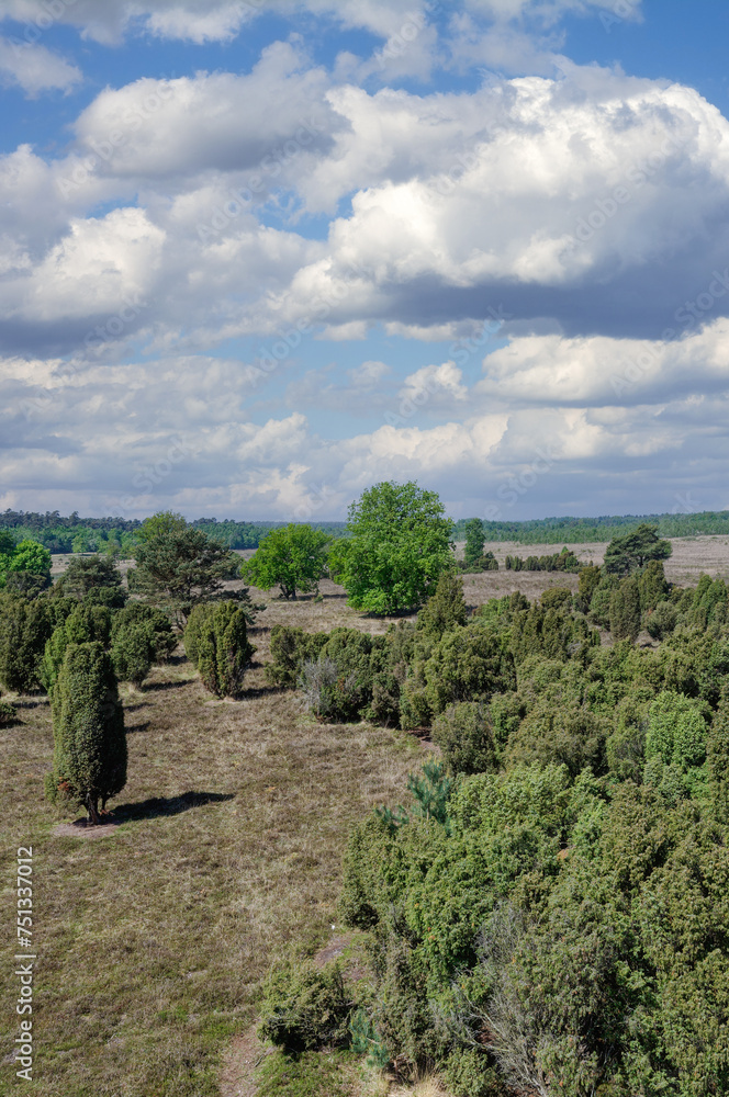 Obraz premium Juniper Heathland in Elmpter Schwalmbruch Nature Reserve close to Brueggen,Germany