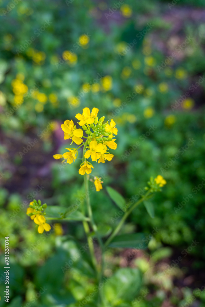 Rai Blossoms: Black Sarson plant with vibrant yellow flowers in Uttarakhand's organic farmland, North India.